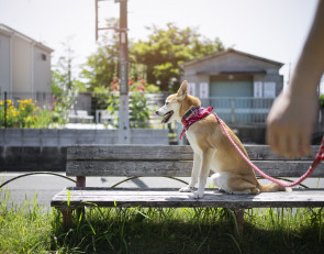 Выгул собак