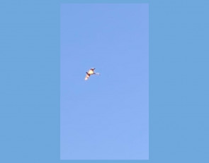 Первые лебеди в небе Карелии