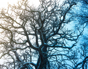 зима_дерево
