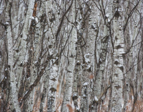 зима_березы_снег