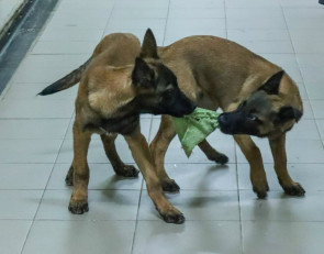 щенки_собаки