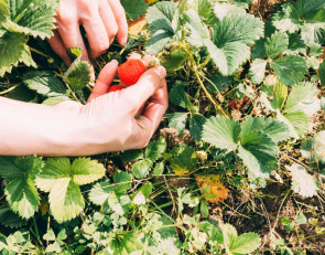 ягоды на даче