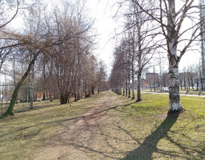 березы на Варкауса