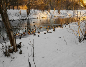 птицы на реке