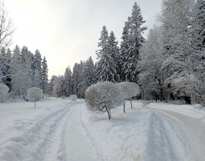 Зимний день