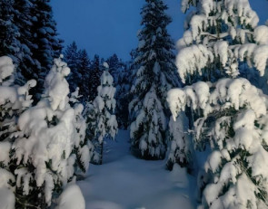 Зима в лесу