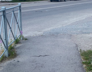 змея ползет по тротуару