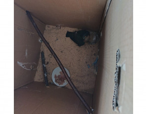 птица в коробке