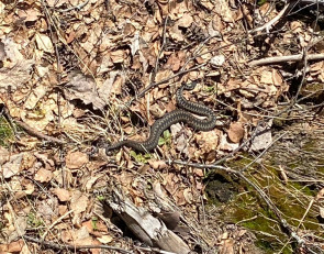 Змеи просыпаются в карельских лесах