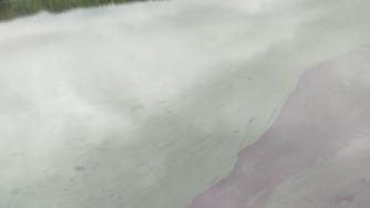 Цветущая вода в озере в Пряже