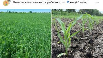 посевная