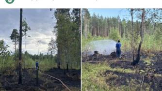 тушат пожар в лесу