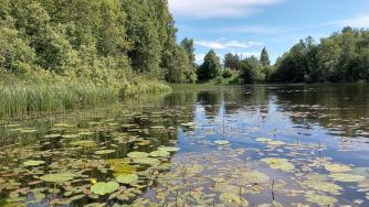водоем с кувшинками