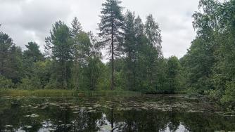 лесной водоем с кувшинками в пасмурную погоду