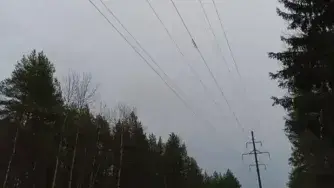 электрические провода лес