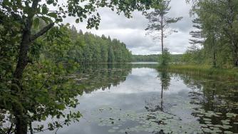 озеро среди деревьев июльским днем