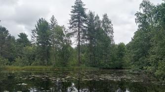 отражающийся в воде лес