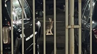 Заяц в Петрозаводске