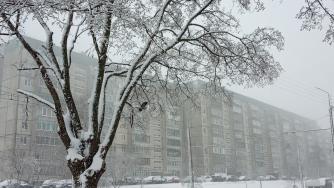 ворона на дереве