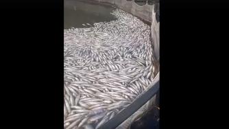 форель