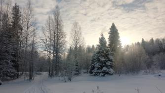 зимний лес