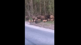семейство кабанов