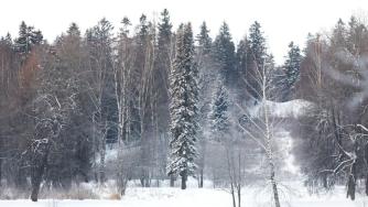 лес зимой