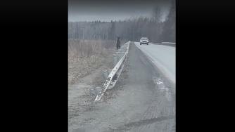 медвежонок