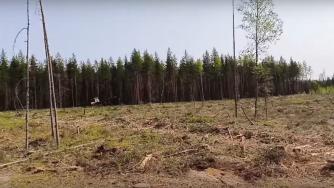 делянка