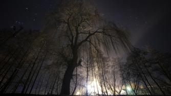 Свет фонарей в ночном лесу