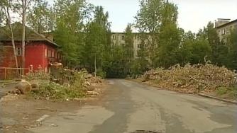 аварийный тополь