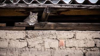 чердак_кот_крыша