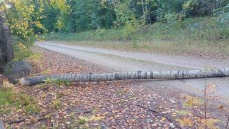 упавшее дерево перегородило дорогу