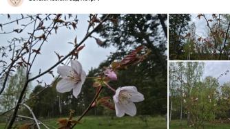 сакура цветет