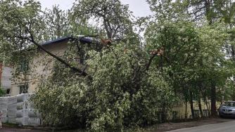 Дерево на Загородной