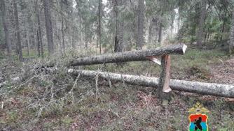 Поваленные деревья
