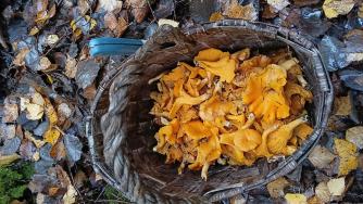 Грибы личиски в корзинке