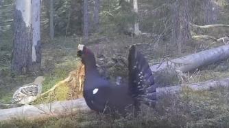 токующий глухарь