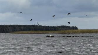 цапли