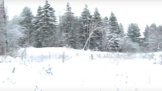 зимний лес