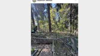 дерево на могилах