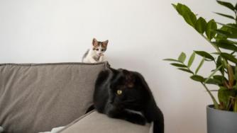 котенок и кошка