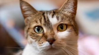 кошка