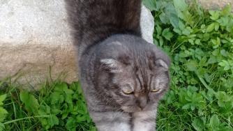 кот