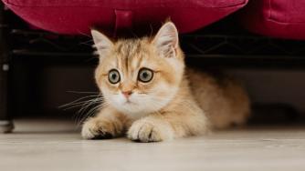 Котенок на полу
