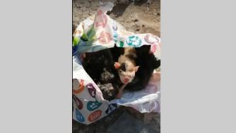 Котята  в пакете