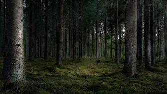 Деревья в лесу