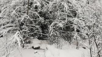 пригородный лесок