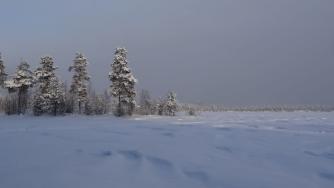 Зимний лес