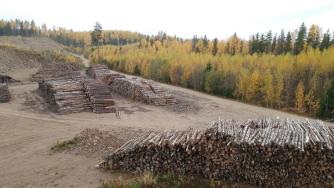 лесная делянка, рубят молодые деревья